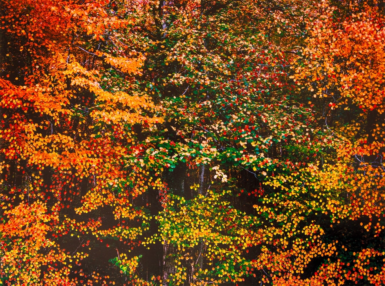 Forêt d'Automne Orange IV