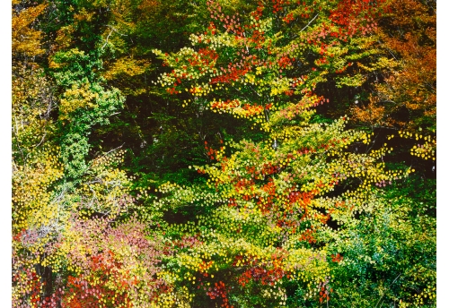 Forêt d'Automne Rose I