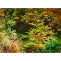 Forêt d'Automne Rose I