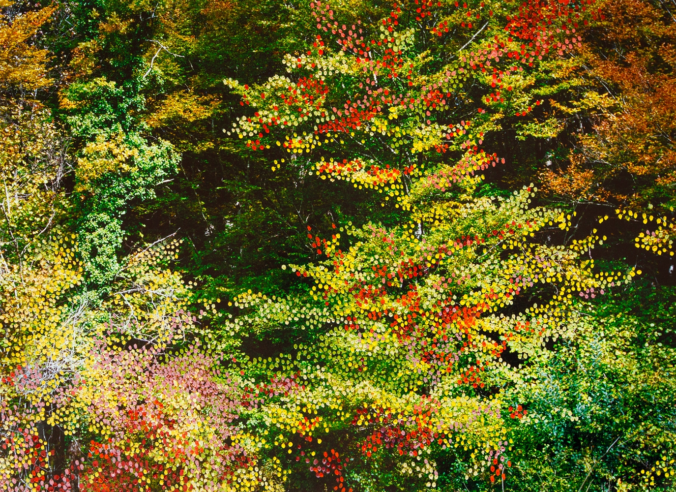 Forêt d'Automne Rose I