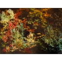 Forêt d'Automne Rouge II