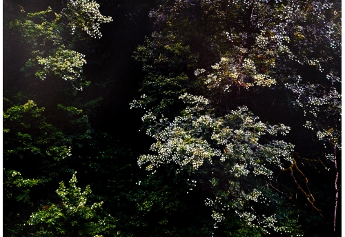 Forêt d'Automne Verte I