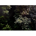 Forêt d'Automne Verte I