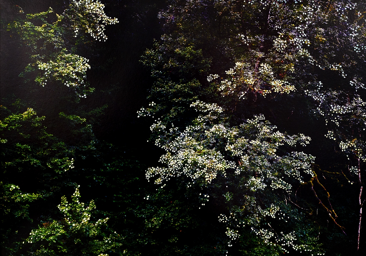 Forêt d'Automne Verte I