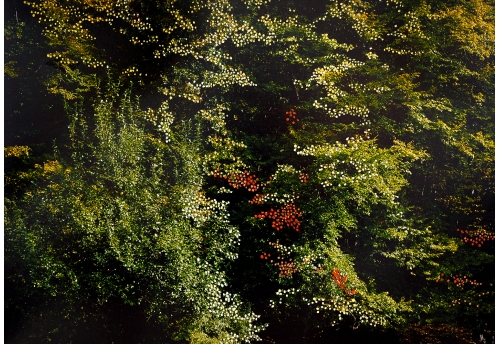 Forêt d'Automne Orange I