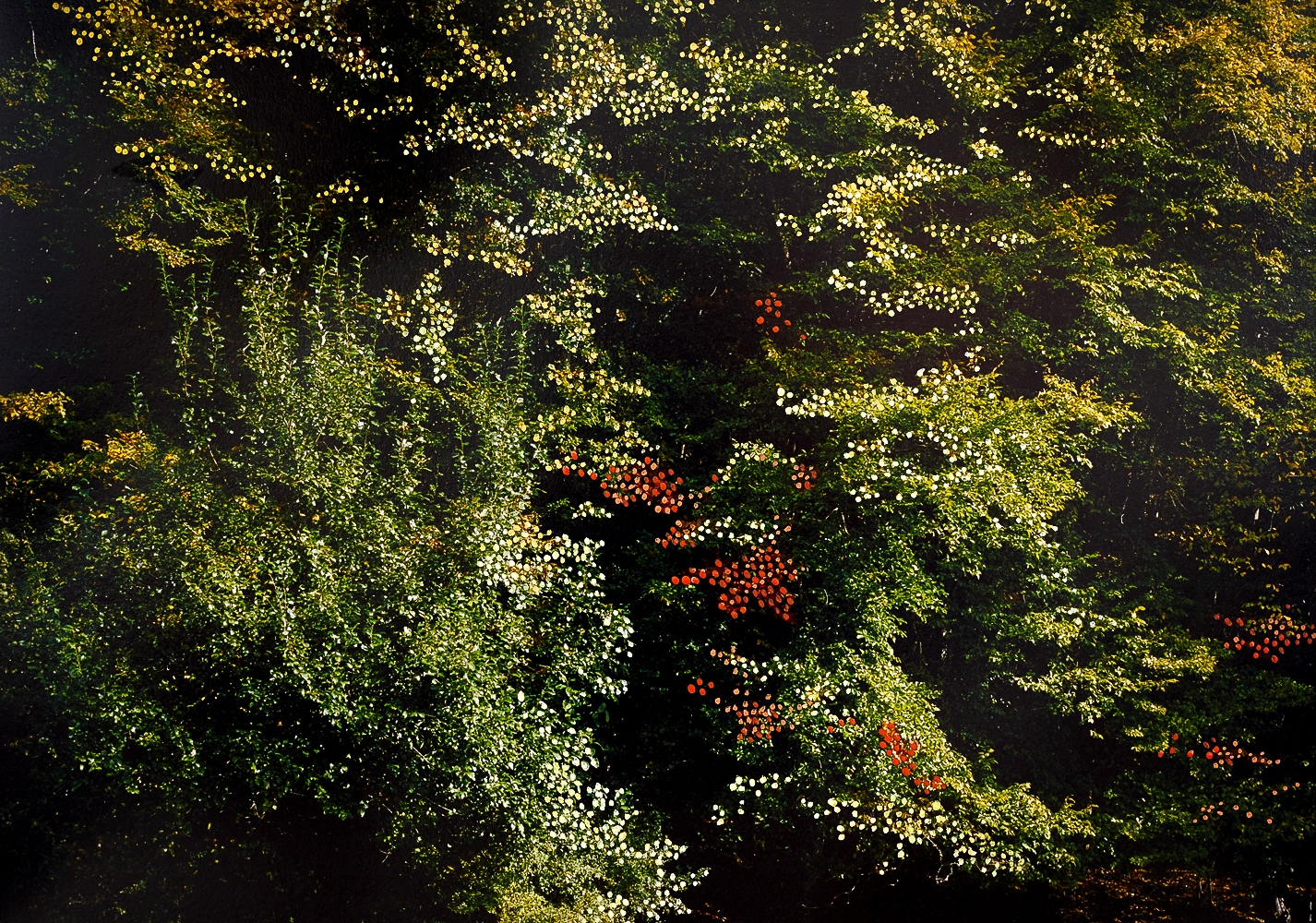 Forêt d'Automne Orange I