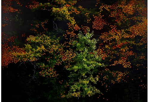 Forêt d'Automne Orange II