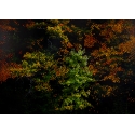 Forêt d'Automne Orange II