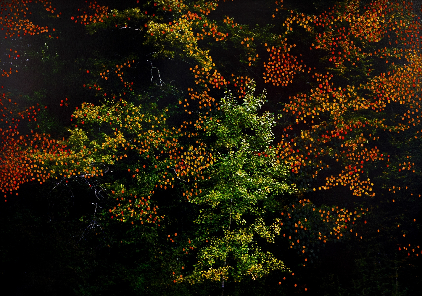 Forêt d'Automne Orange II