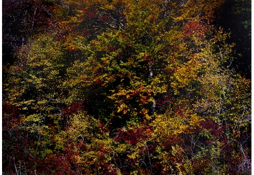 Forêt d'Automne Rouge I