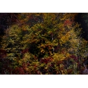 Forêt d'Automne Rouge I