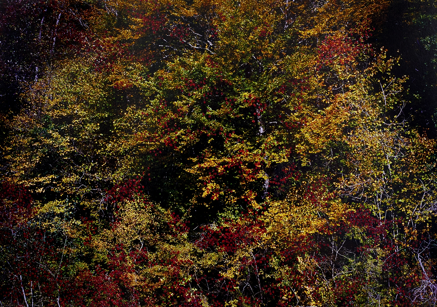 Forêt d'Automne Rouge I