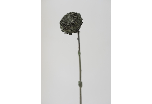 Blossom After Burial
