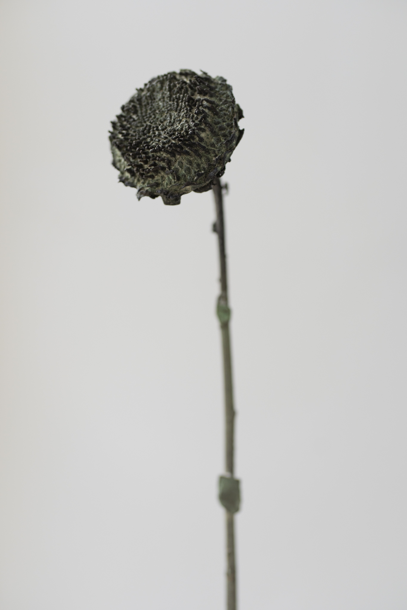 Blossom After Burial