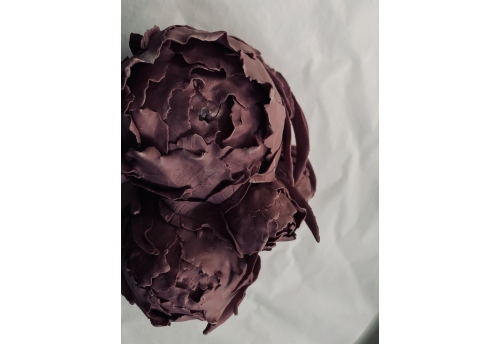 Pivoines pourpres