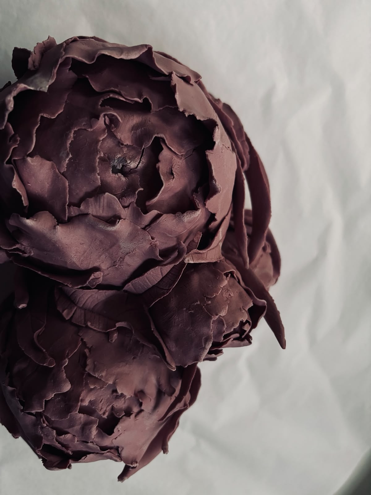 Pivoines pourpres