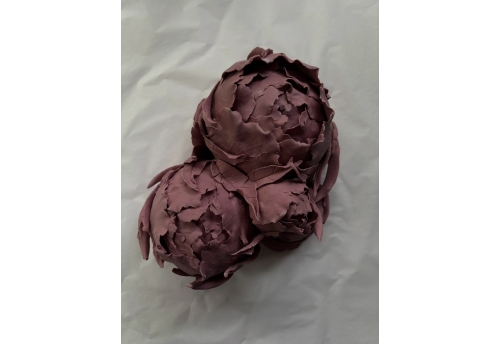 Pivoines pourpres