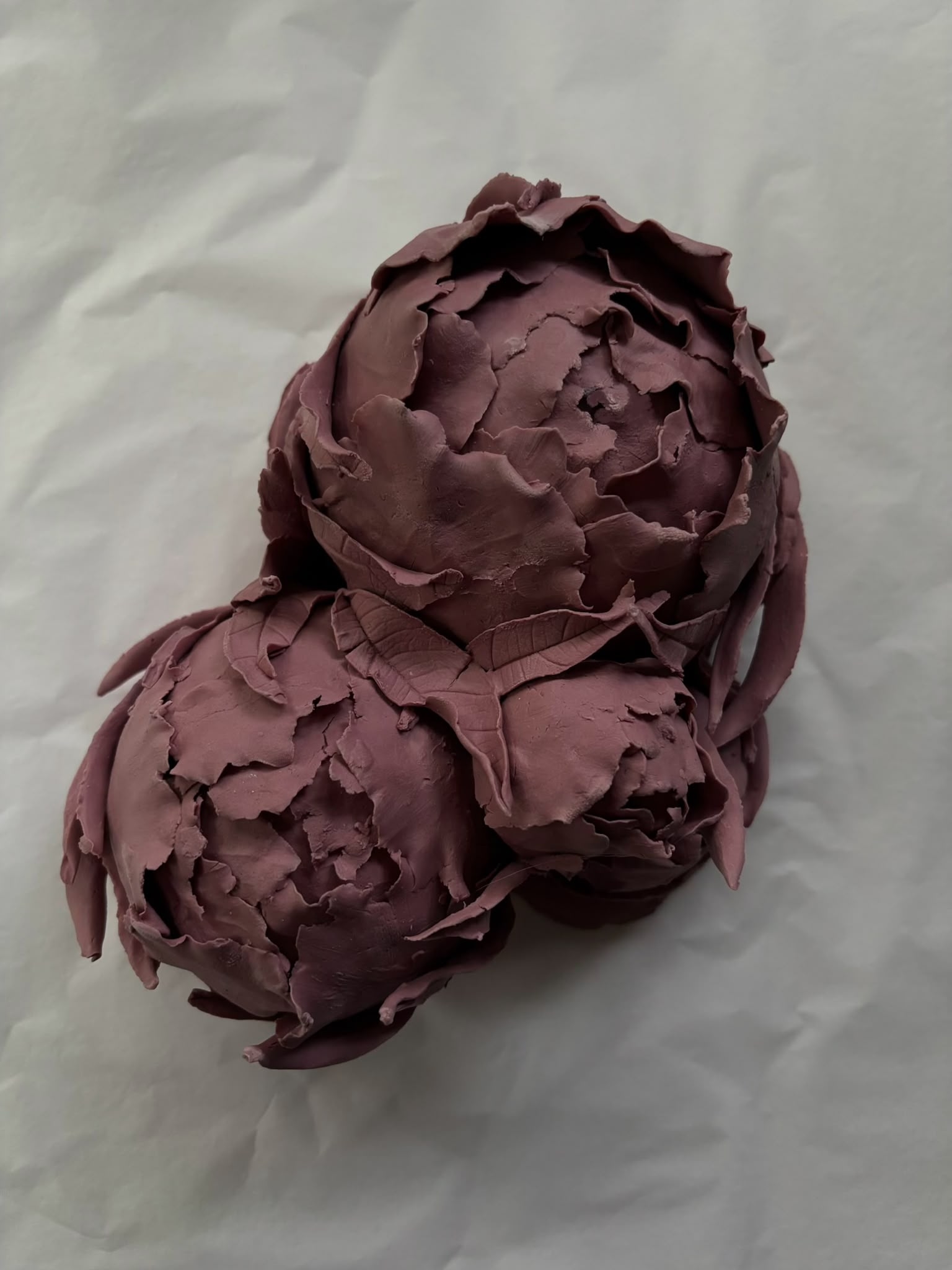 Pivoines pourpres