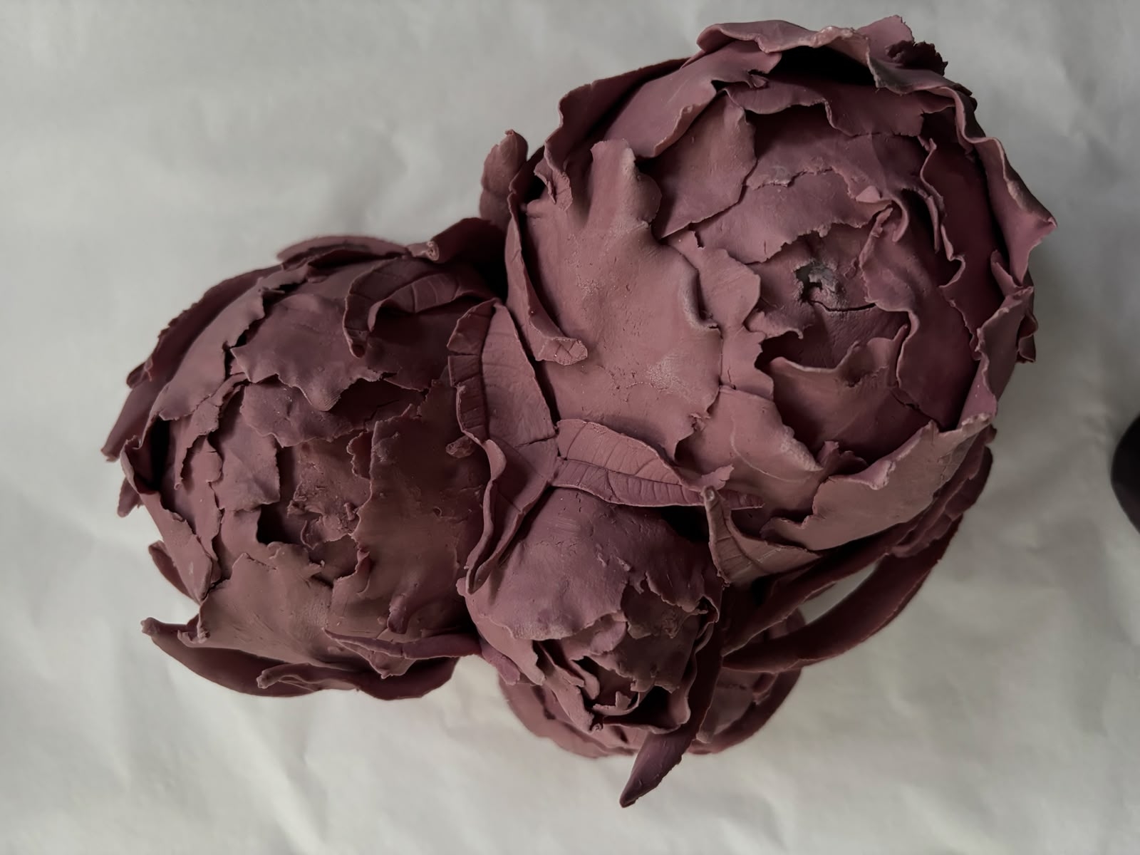 Pivoines pourpres