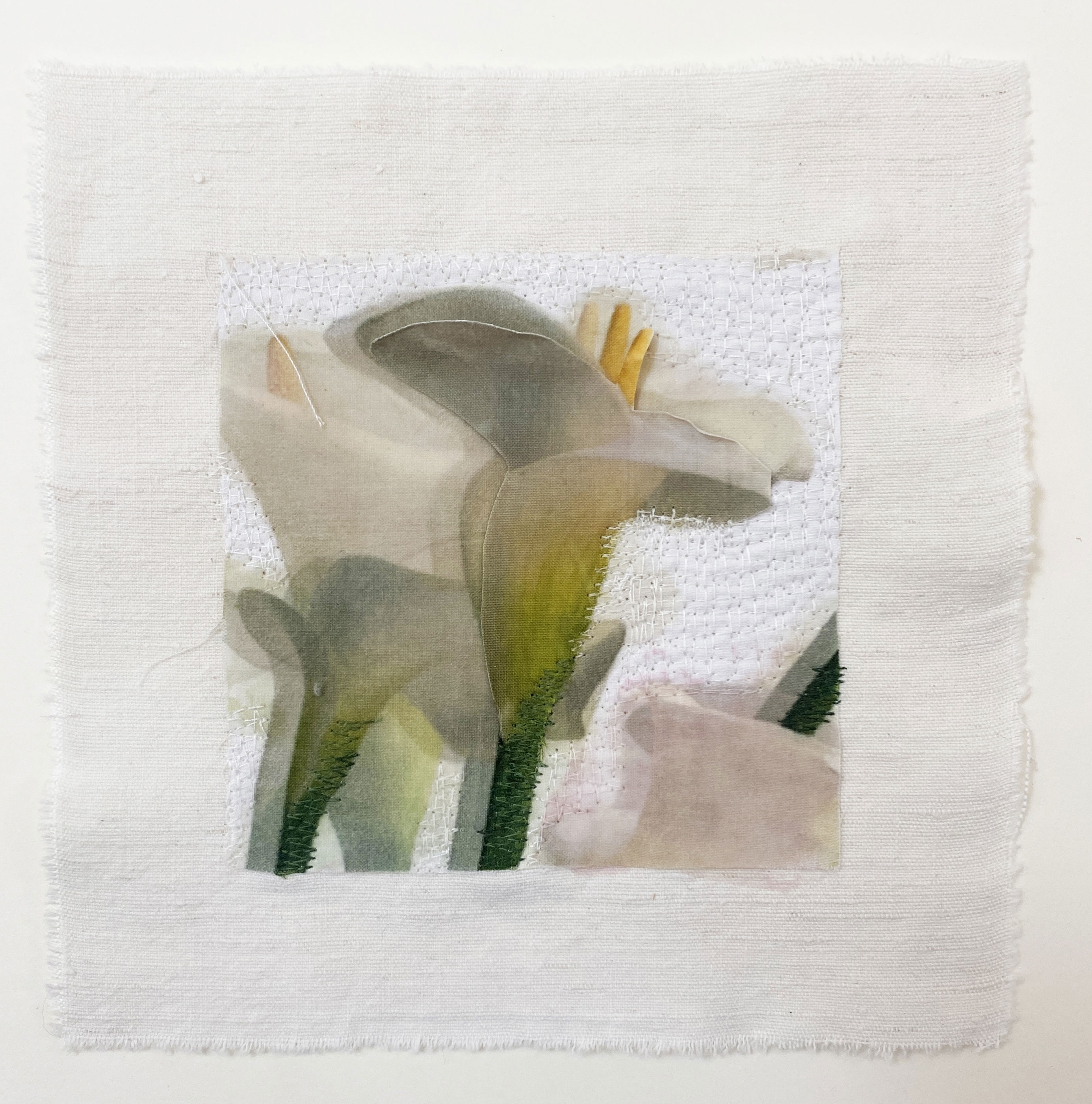 Calla Lilies I