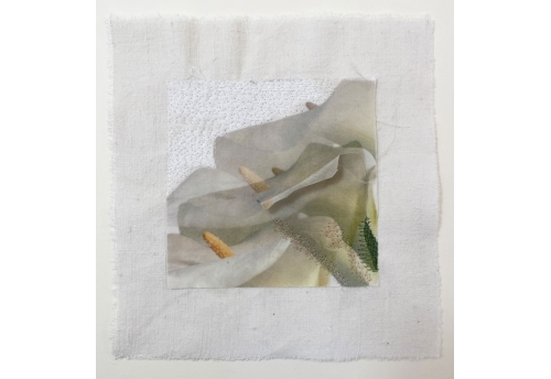 Calla Lilies II