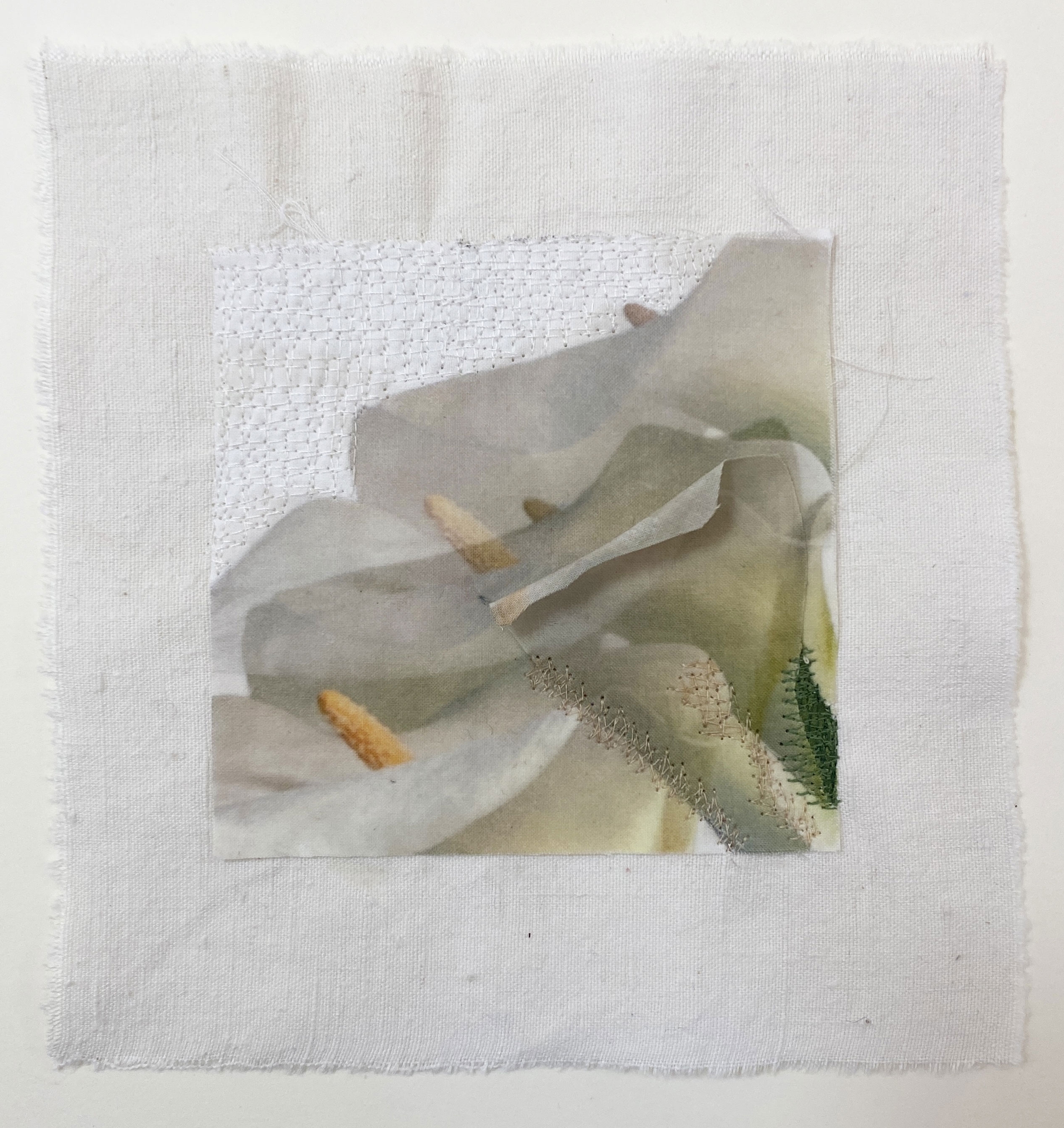 Calla Lilies II