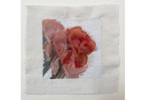 Marmalade Rose