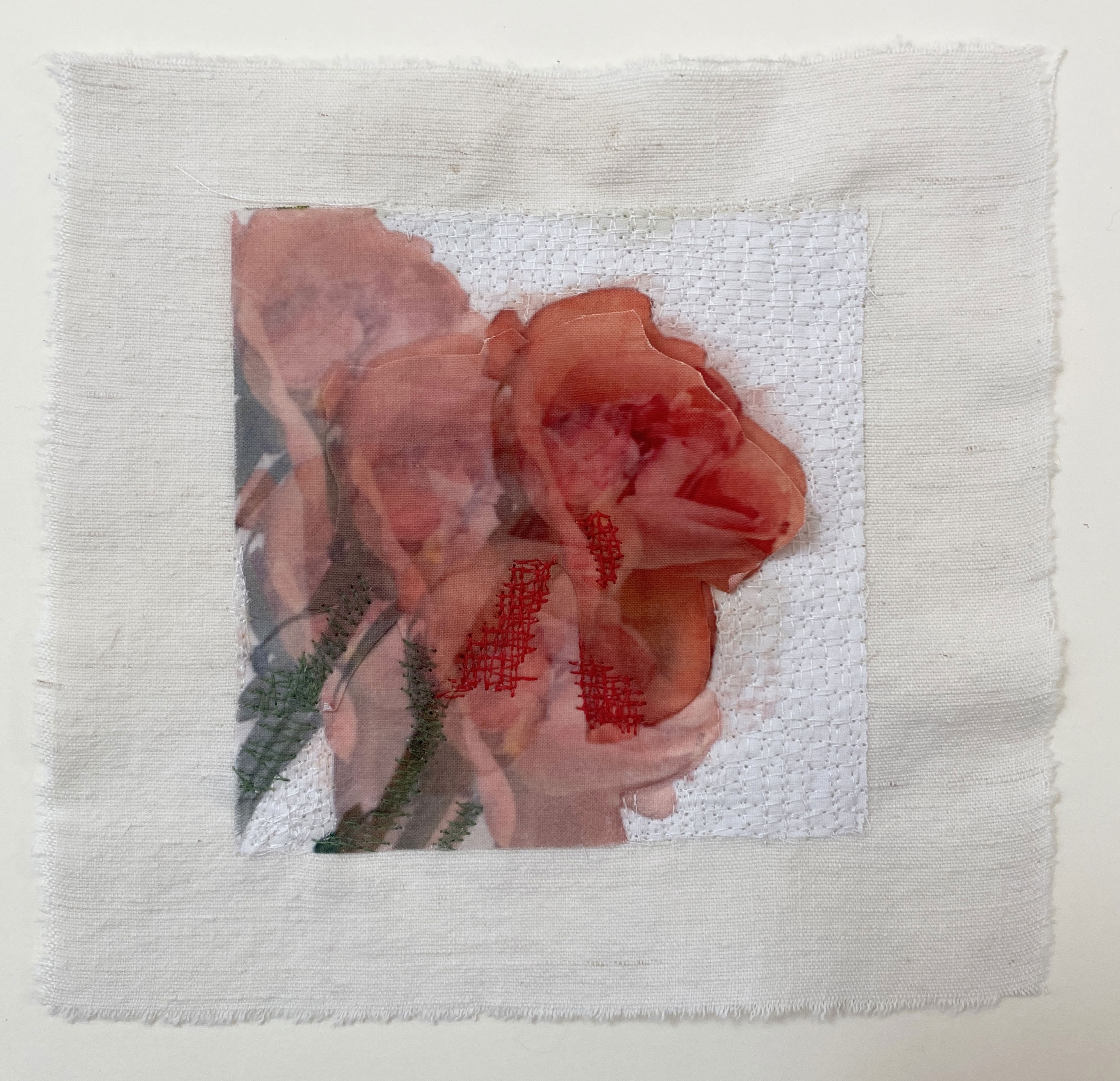 Marmalade Rose