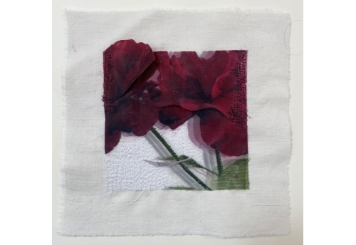 Velvet Rose