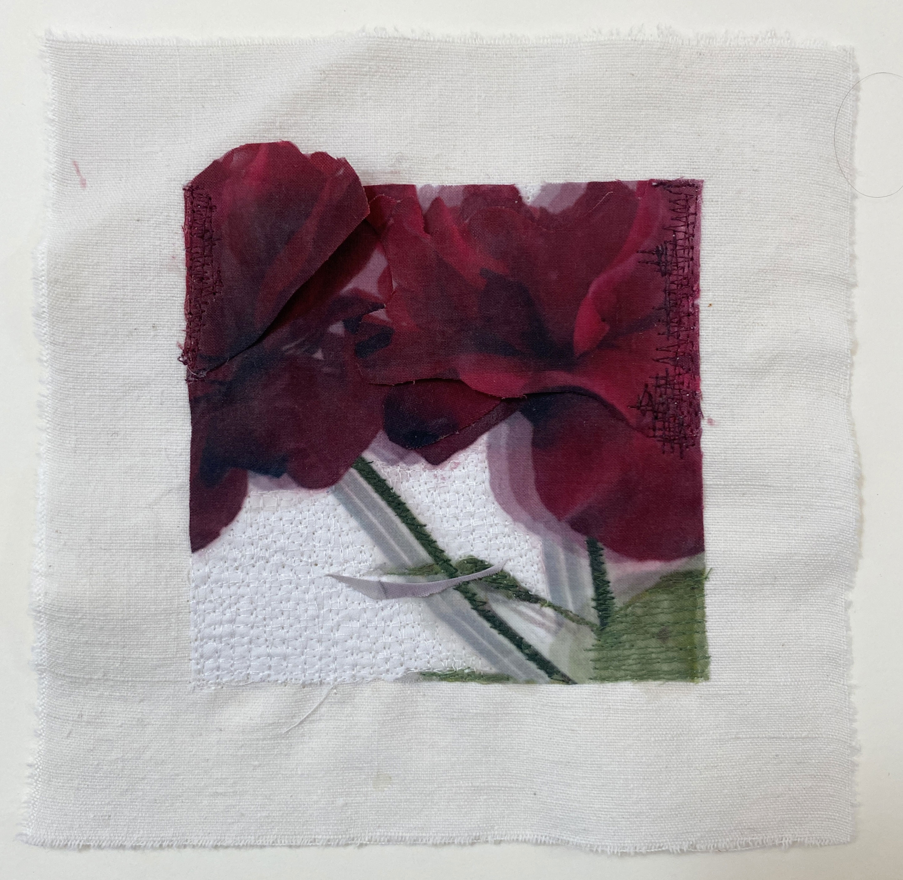 Velvet Rose