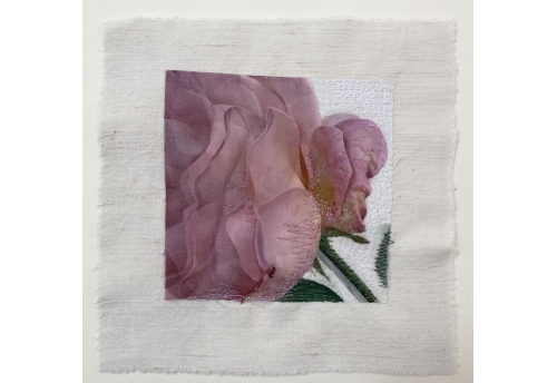 Yesterday's Rose I