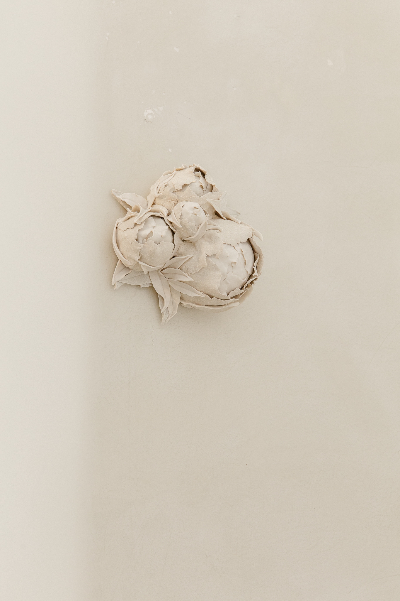 Les pivoines d'hiver