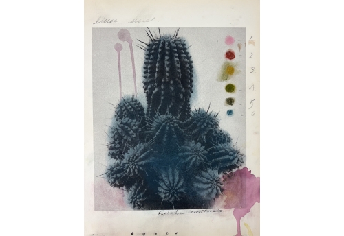 Plant Life 2
