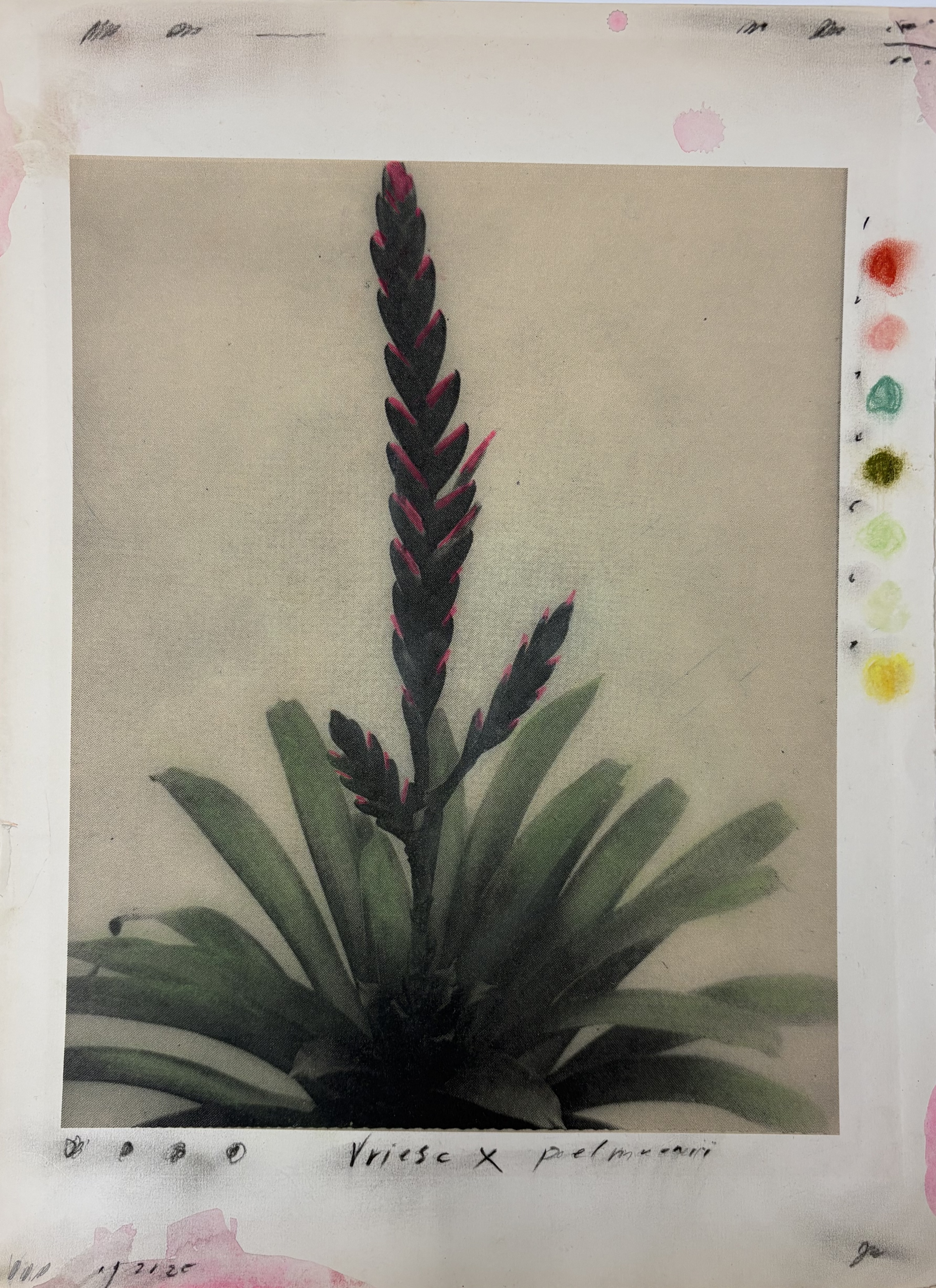 Plant Life 3