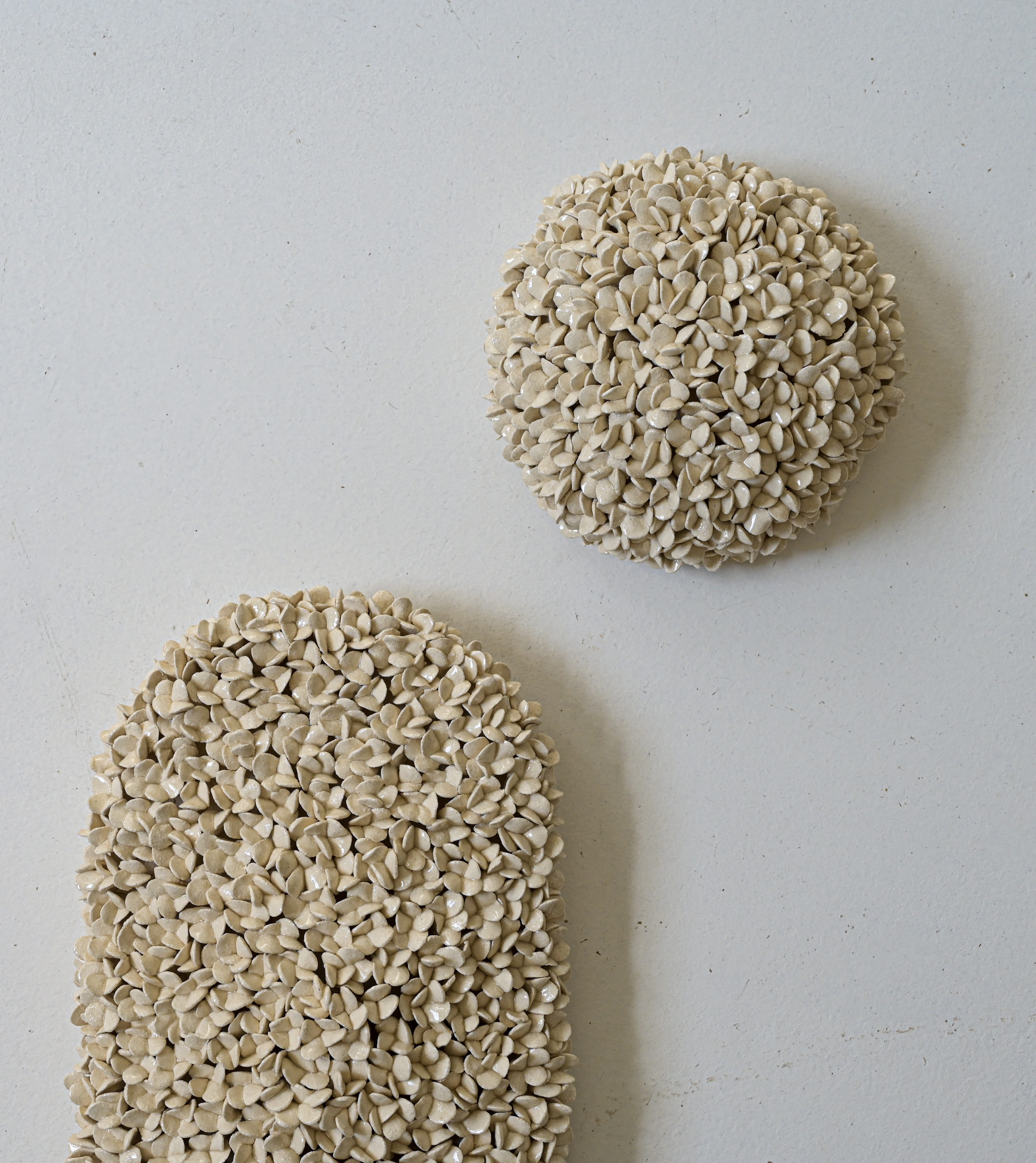 Umbel