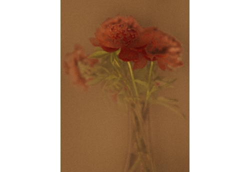 Fleurs 1