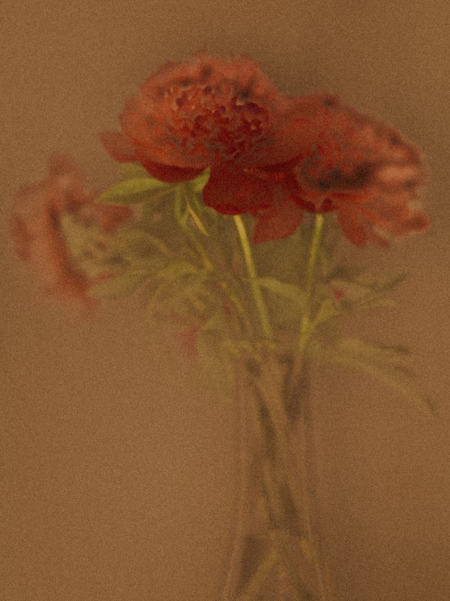 Fleurs 1