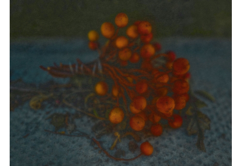 Fleurs 4