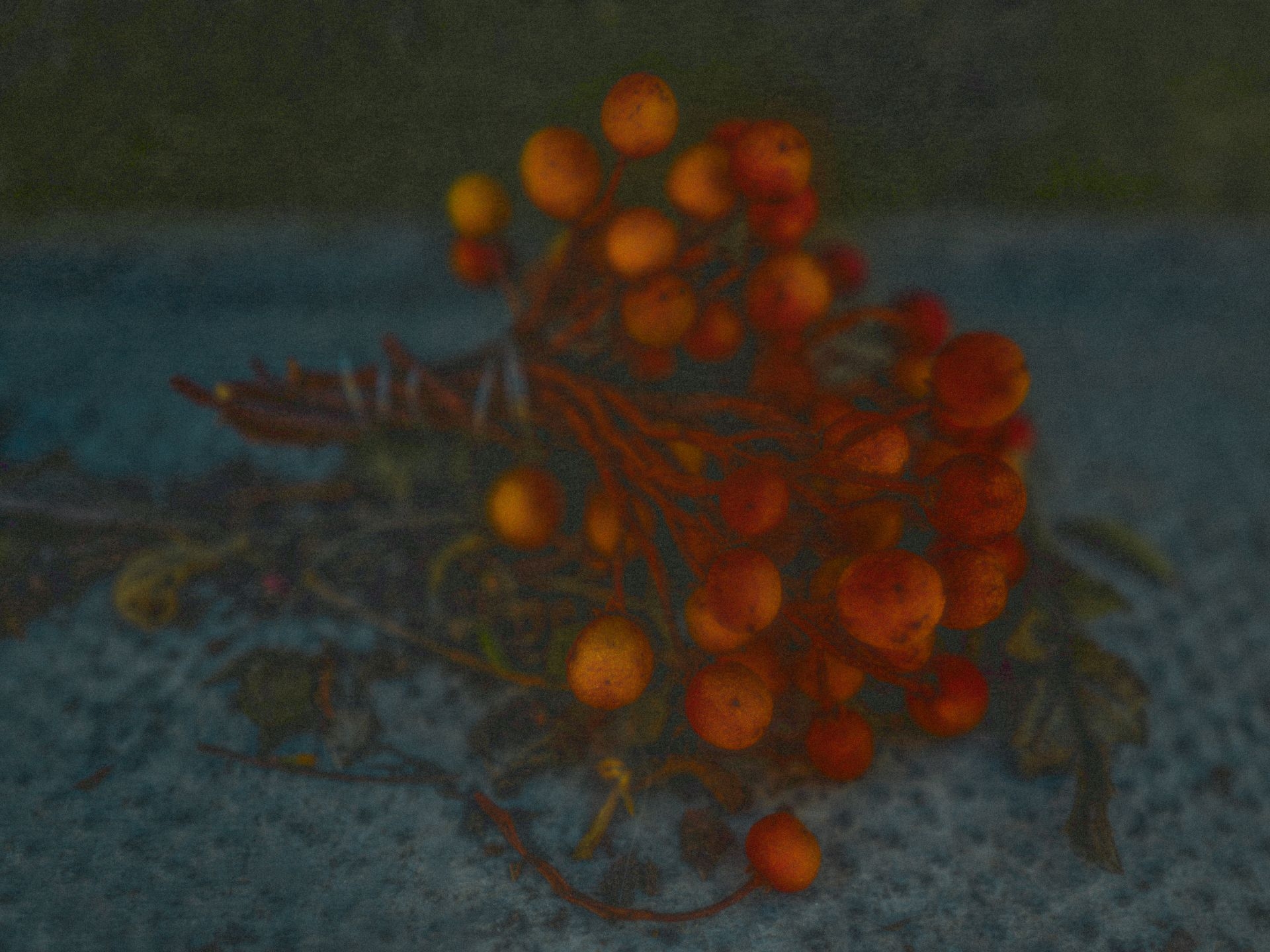 Fleurs 4