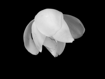 Dimitri Roubichou produit #1 - Artiste AMELIE paris