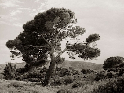 Maxime Fardeau produit #2 - Artiste AMELIE paris