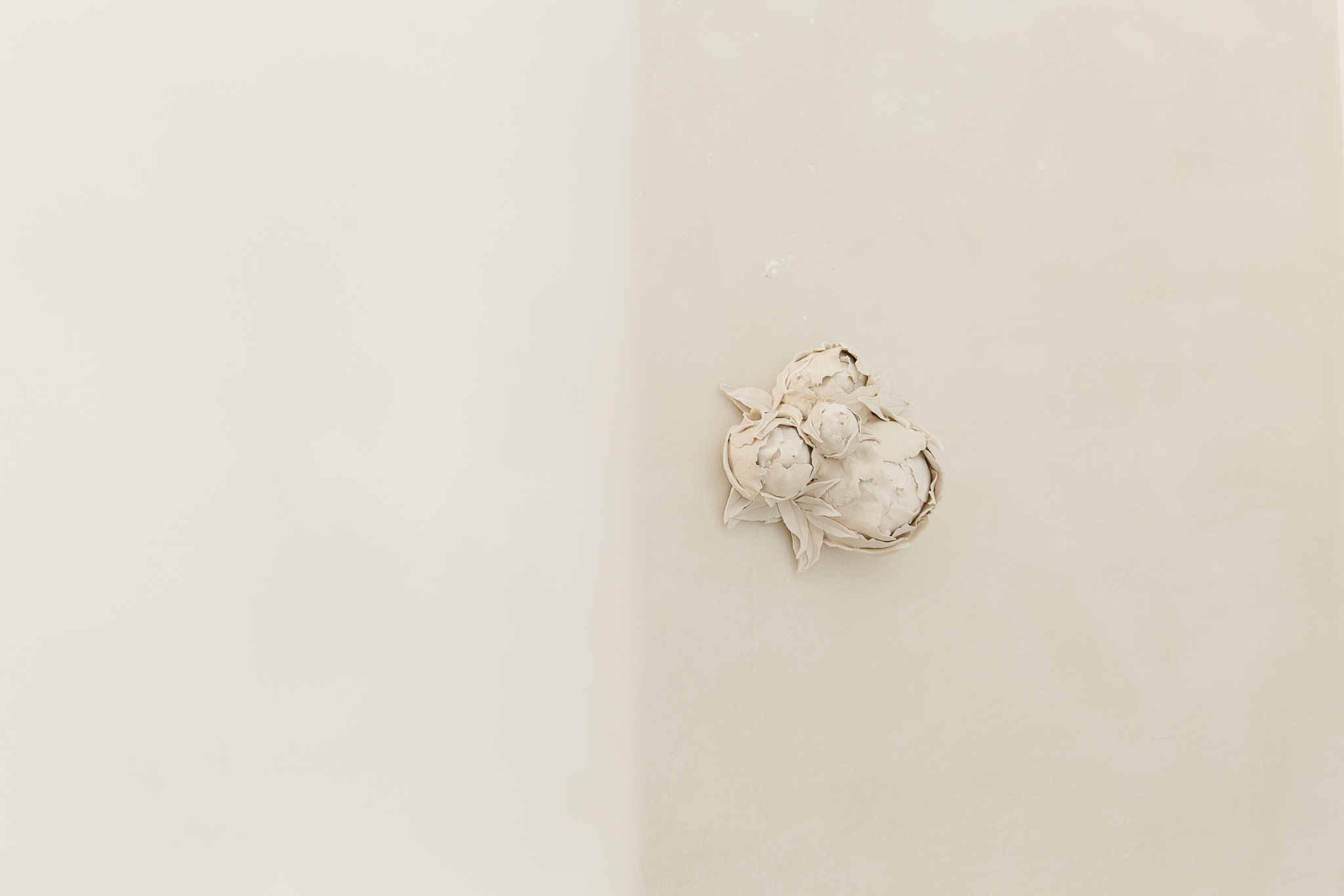 Les pivoines d'hiver